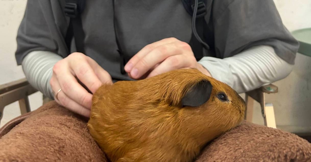 Capybara cafe в Нячанге